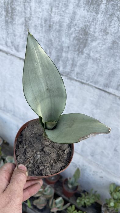 Сансевиерия Муншайн