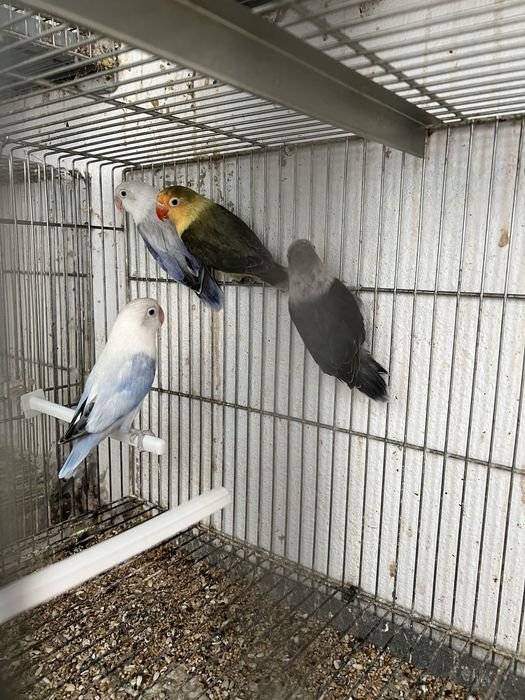 Agapornis fischers