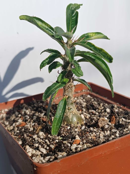 Каудексна рослина Pachypodium bispinosum