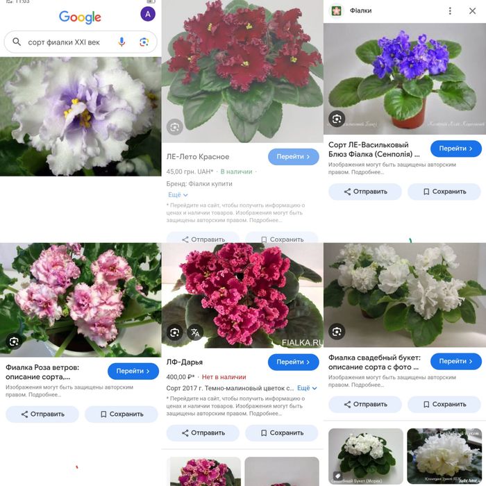 Детки, ластики фиалок. Фиалки Сенполии сортовые