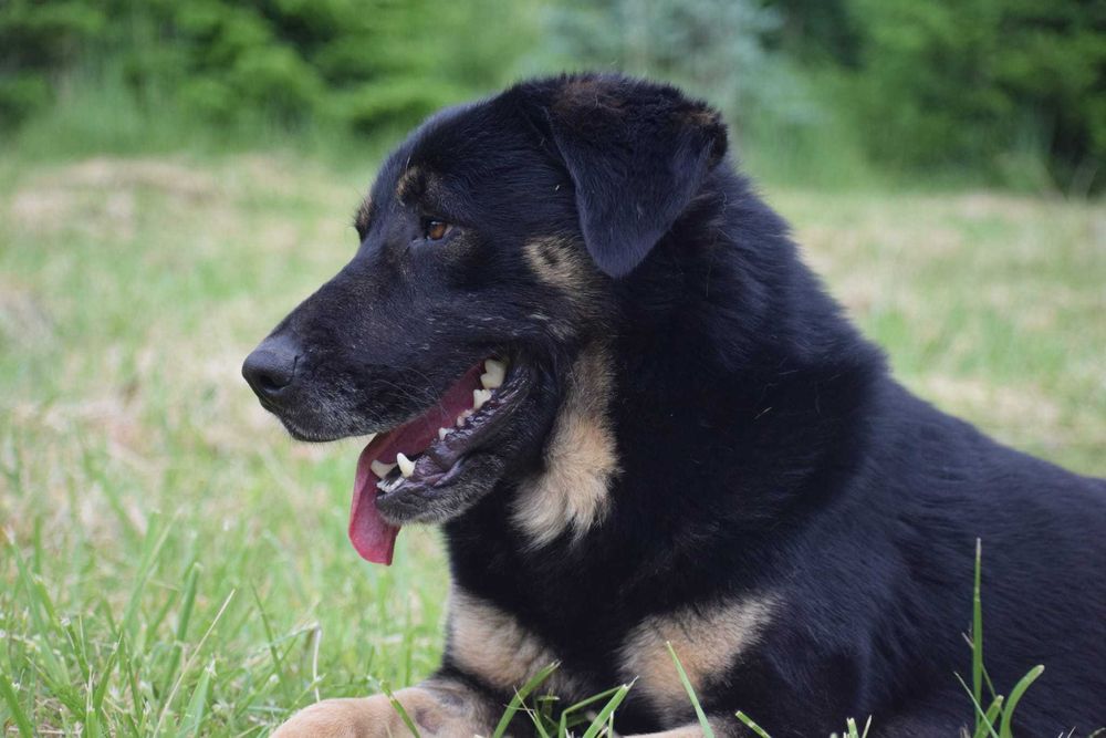 Horus duży miś do adopcji, pilne!