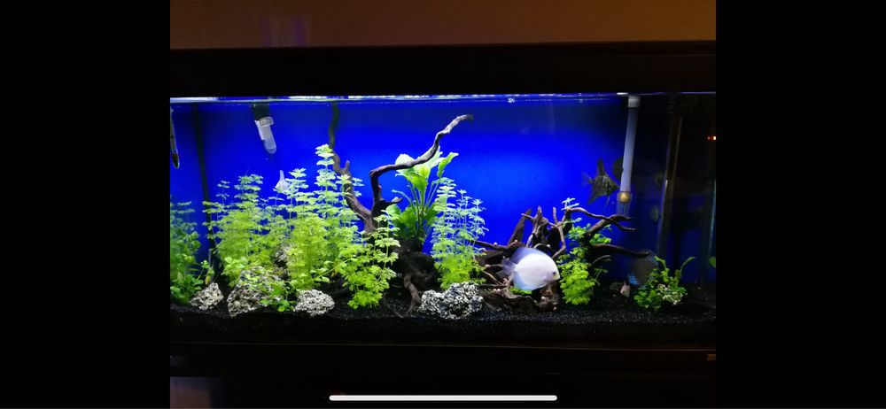 Aquário 180L Completo – Fluval + EHEIM + Acessórios