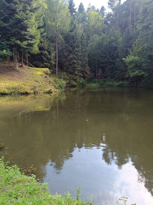 Rekreacja, noclegi, domek letniskowy, leśne zacisze, nad stawem.