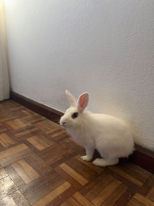 Coelha anã para estimação