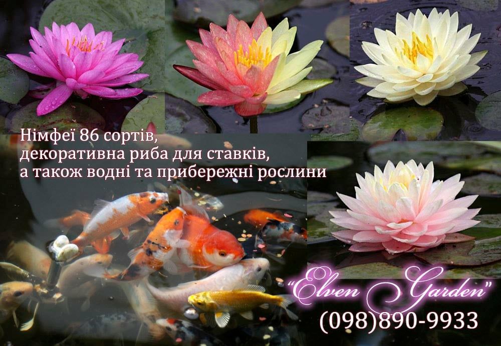Нимфеи в прудик продам