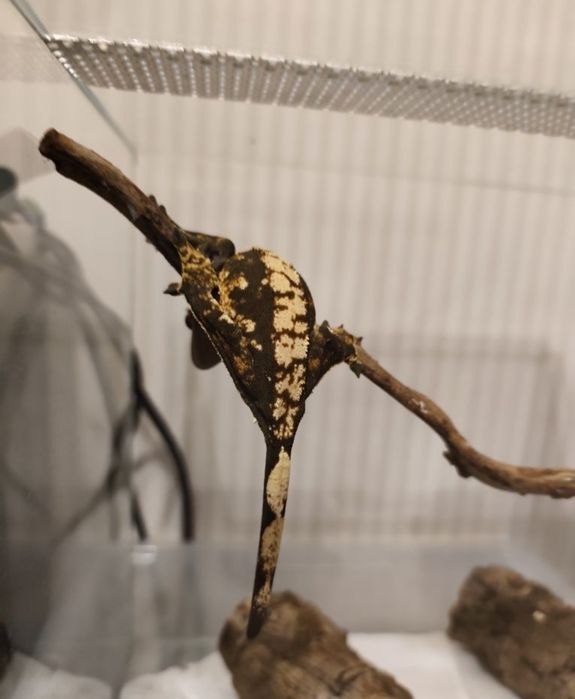 Gekony orzęsione samice