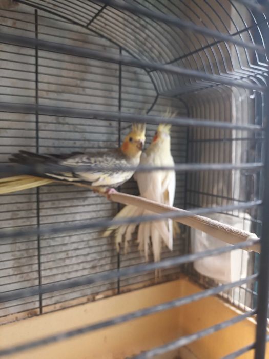 Caturras casal lindos cantadeiras