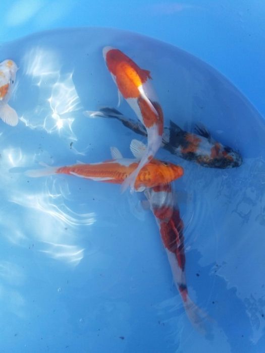 Карпи    коі