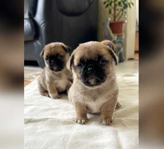 Мопс цуценята з КСУ та чіпом доставка по Львову безкоштовна