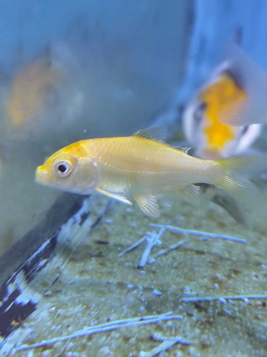 Carpa koi pequena 4-6cm
