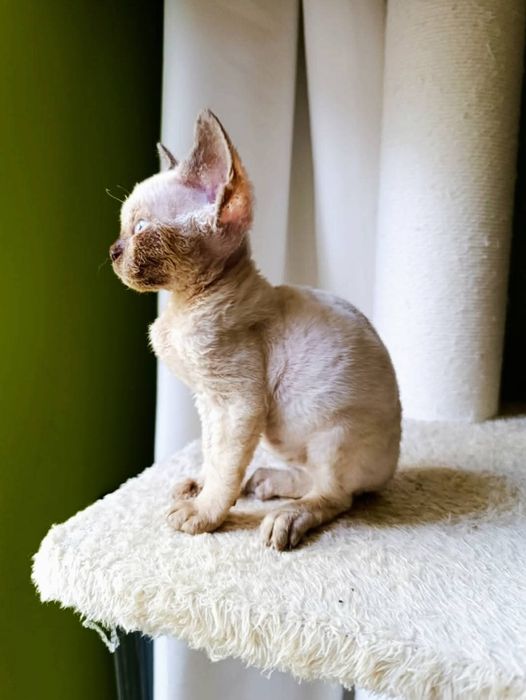 Kocurek Devon Rex CHEATER