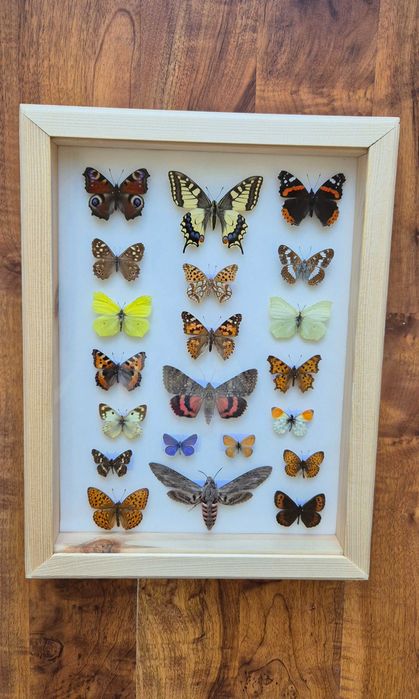 Gablotka motyle krajowe Polska na ścianę paź rusałka zawisak