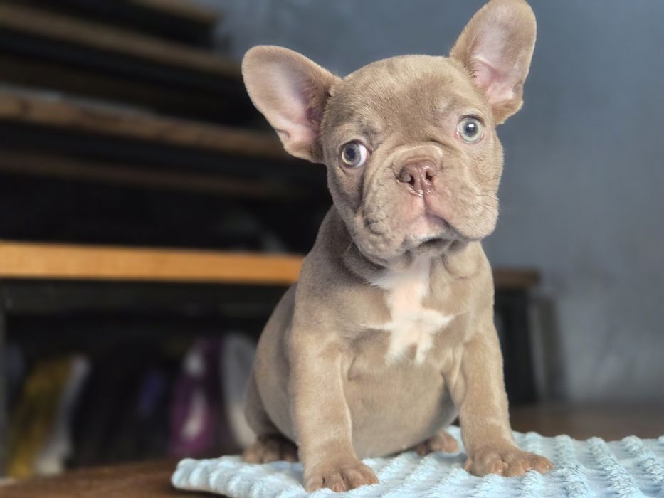 Бомбічна дівчинка французький бульдог