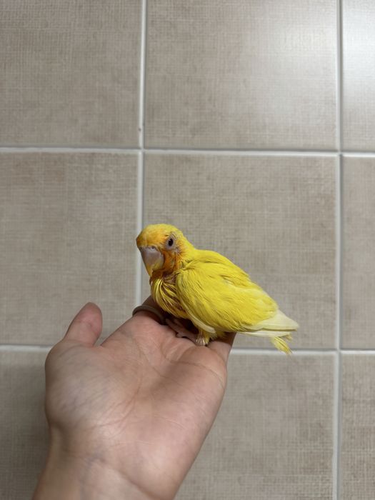 Agapornis domesticados