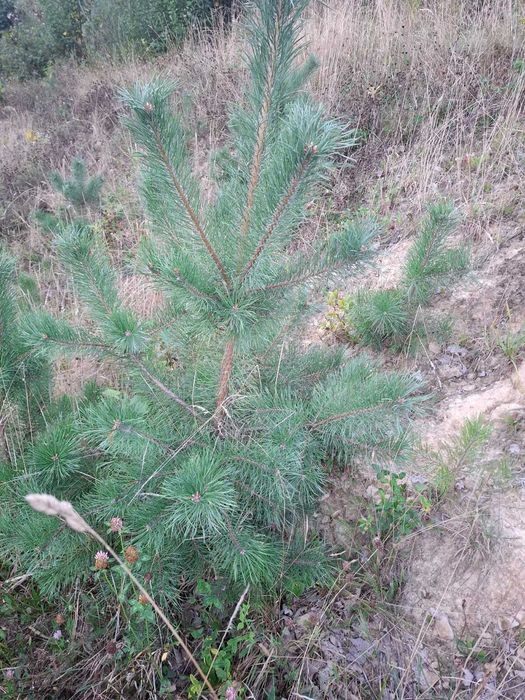 Sosna, brzoza, dąb- drzewka sadzonki