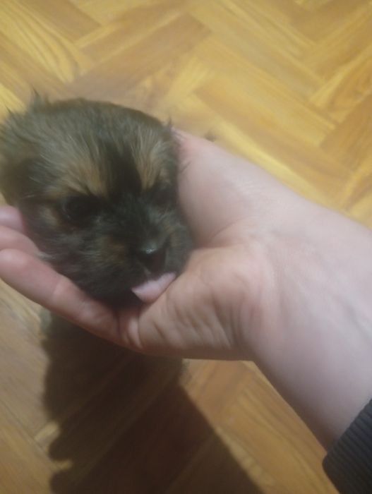 Цуценята пекінеса – пухнасті малюки шукають люблячу родину