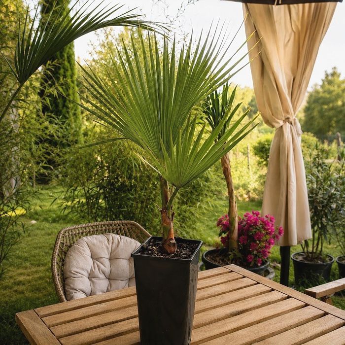 Duża palma mrozoodporna Waszyngtona Robusta 70-90cm | Polska szkółka