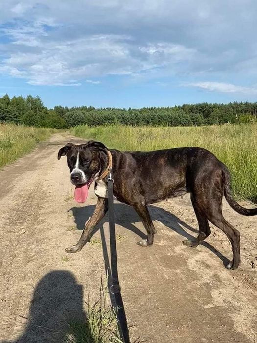 Piękna młoda Sara szuka domu