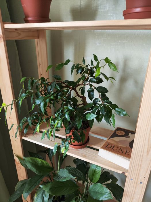 Фікус Бенджаміна Віанді (Ficus Viandi)