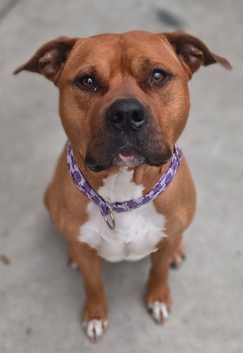 Do adopcji wspaniały Axel