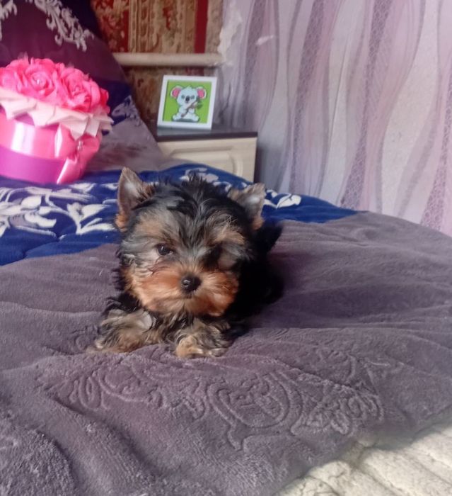 Йорк девочка щенок