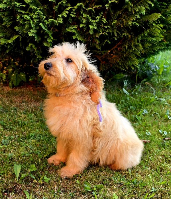 Sunia MINI F1 GOLDENDOODLE po badanych FCI rodzicach