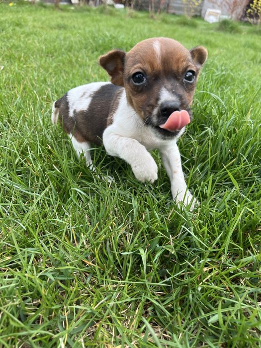 Jack Russell Terrier suczka