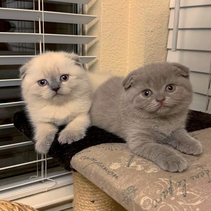 Лілові та блю-пойнтові висловушки