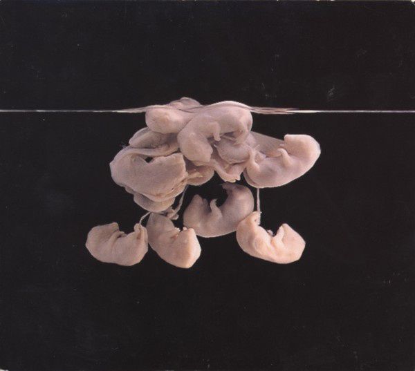 CD Single, CD EP, CD Album: 4AD, BELLA UNION & Indie Bands from the 1990s and 2000s64287580555394124