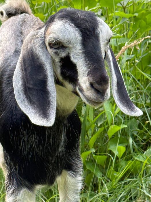 Козенята англо-нубійські