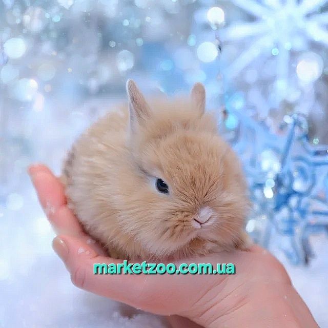 Шикарний хлопчик lionhead карликовые карликові кролики карликовий,