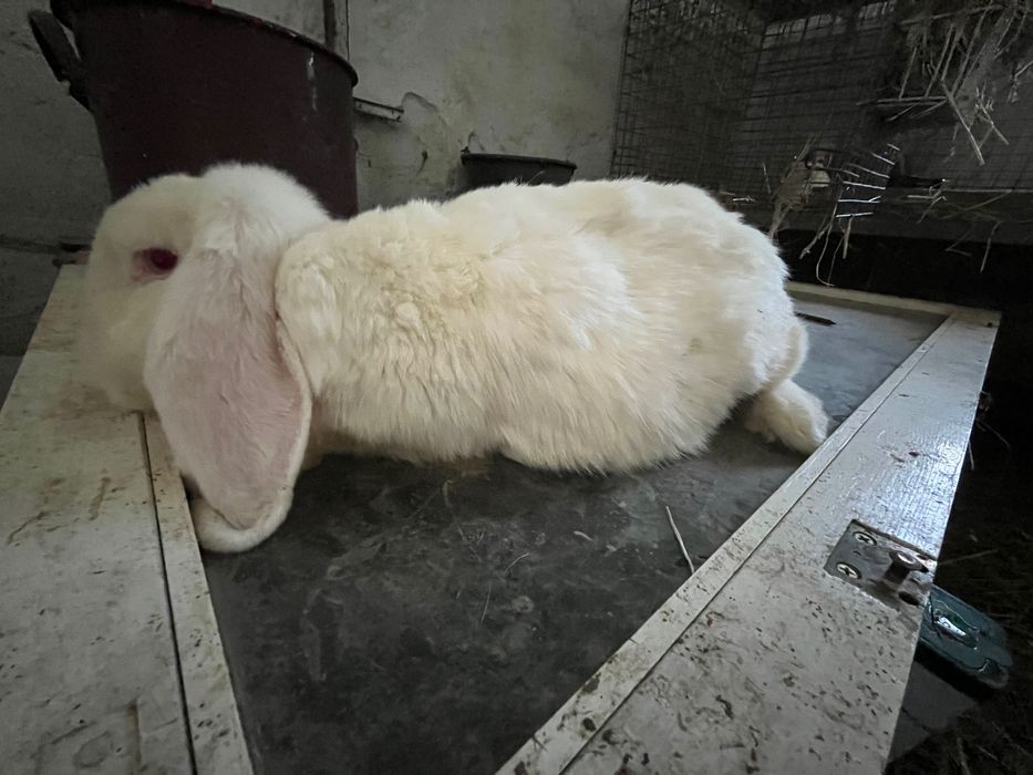 Samica Barana francuskiego