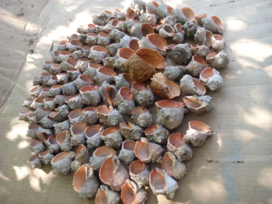 Ракушка рапана