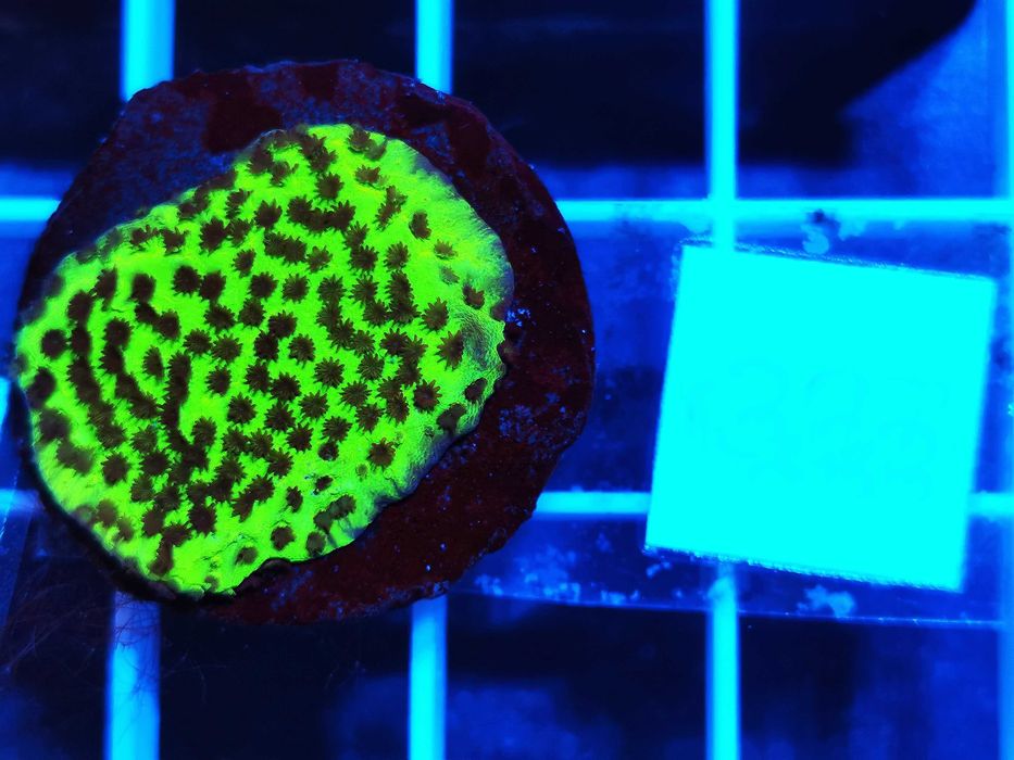 Montipora confusa WYSYŁKA cena za szczepkę, morskie, koralowce