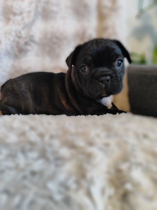 Buldog francuski dziewczynka