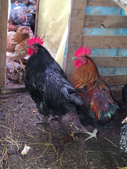 Продам інкубаційні яйця