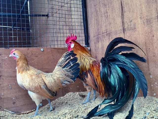 Яйце інкубаційне,курчата, Йокогама біле золото, золото.