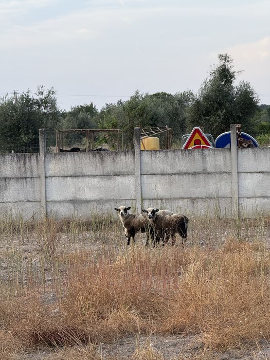 Borrego macho P3 Puro e ovelha cruzada