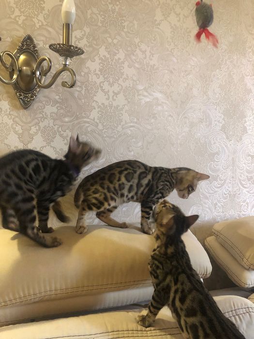 Бенгальські кошенята