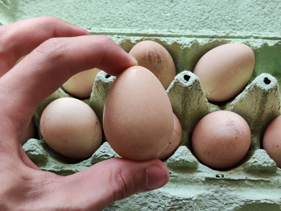 Інкубаційні яйця цесарки