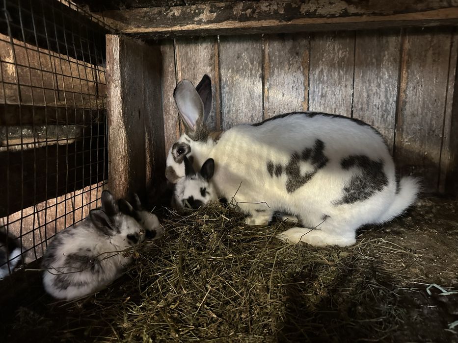 Продаються кролі