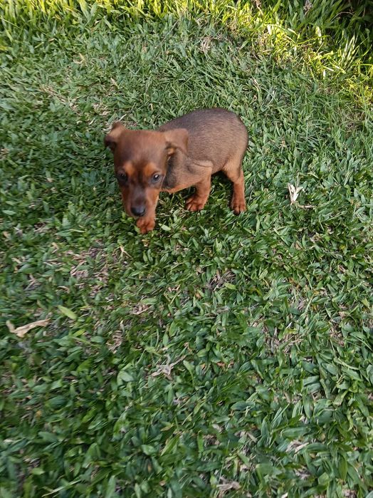 Pinscher macho lindo