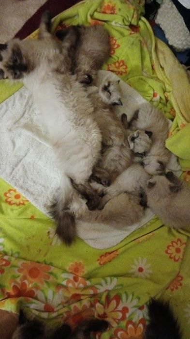 Невська маскарадна кошенята бронь