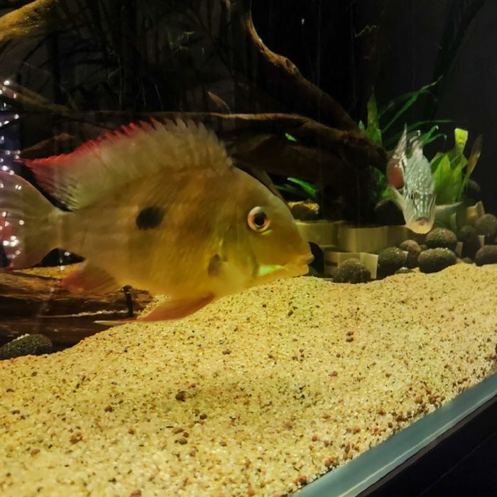 Ziemiojad Winemilleri Geophagus ok. 20cm