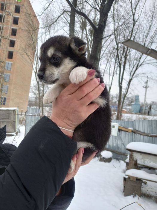 Прилаштовую дівчаток