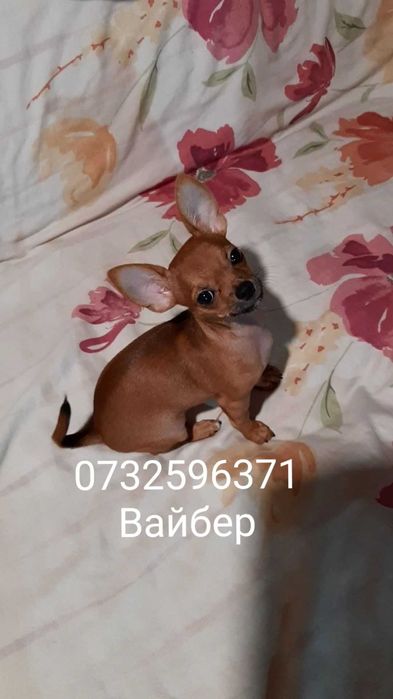 Продам красивого щенка чихуа