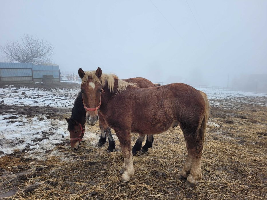 Konie zimnokrwiste, źrebaki, klaczki, ogierki, odsadki