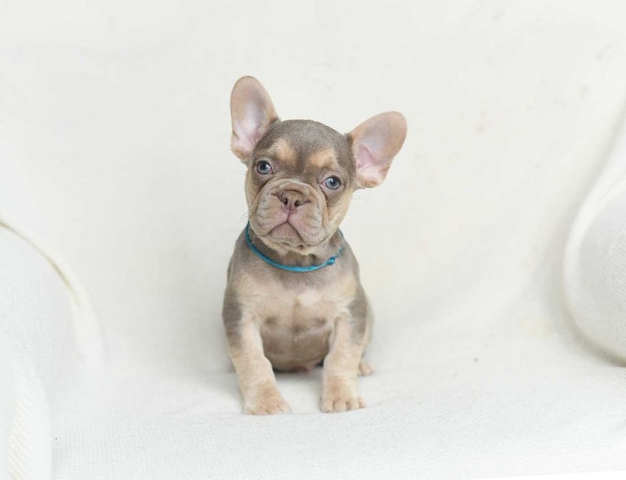 Buldog francuski-blue ,isabella szczeniaczek