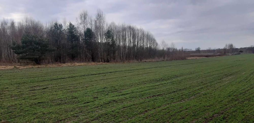 DZIAŁKA TEREN PRODUKCYJNO - USŁUGOWY. 10 km od Mińska Mazowieckiego. - Więcej