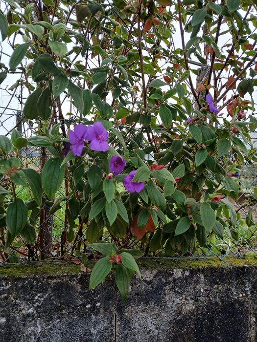 Tibouchina urvilleana
